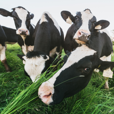 a herd of cattle standing on top of a grass covered field