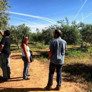 Sevilha Olive oil tour
