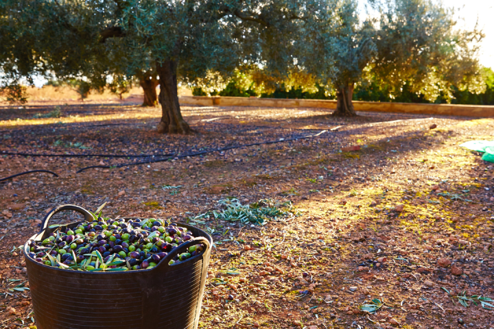 Sevilha Olive oil tour