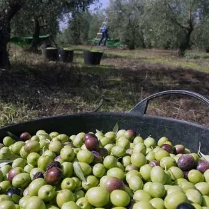Sevilha Olive oil tour