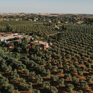 Sevilha Olive oil tour