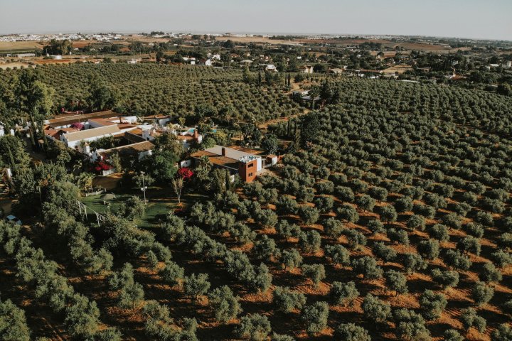 Sevilha Olive oil tour