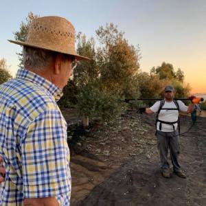 Sevilha Olive oil tour