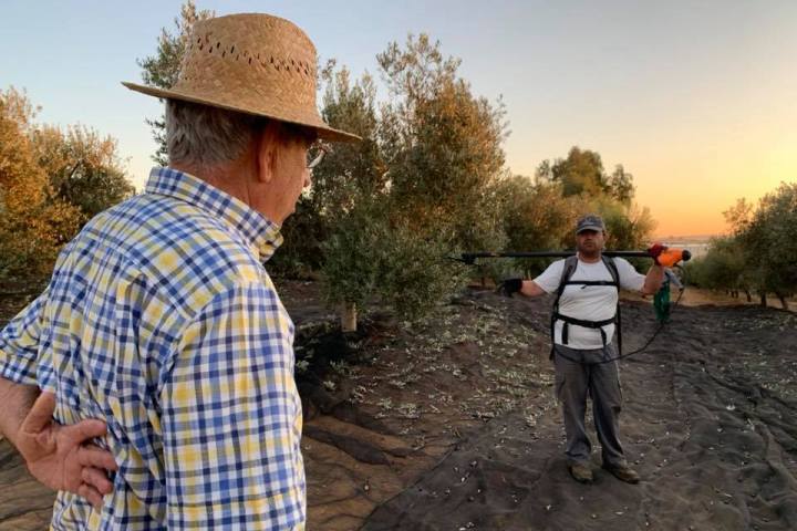 Sevilha Olive oil tour