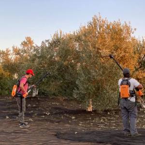 Sevilha Olive oil tour