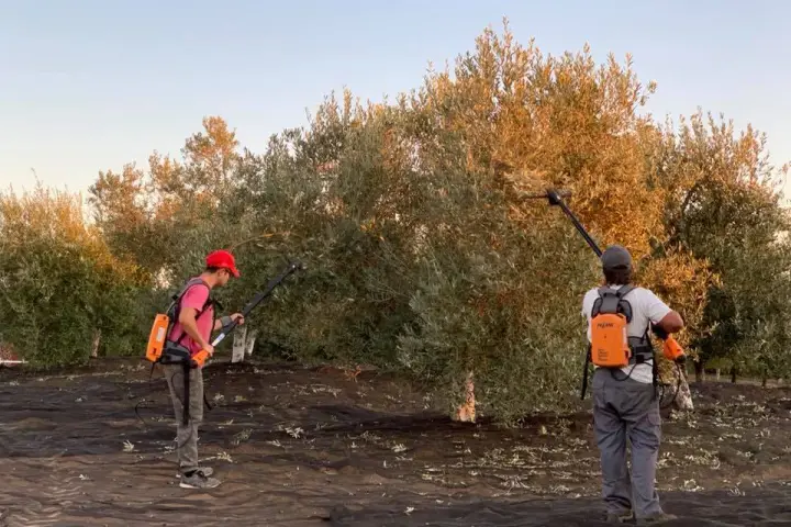 Sevilha Olive oil tour