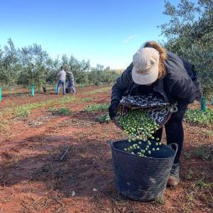 Sevilha Olive oil tour