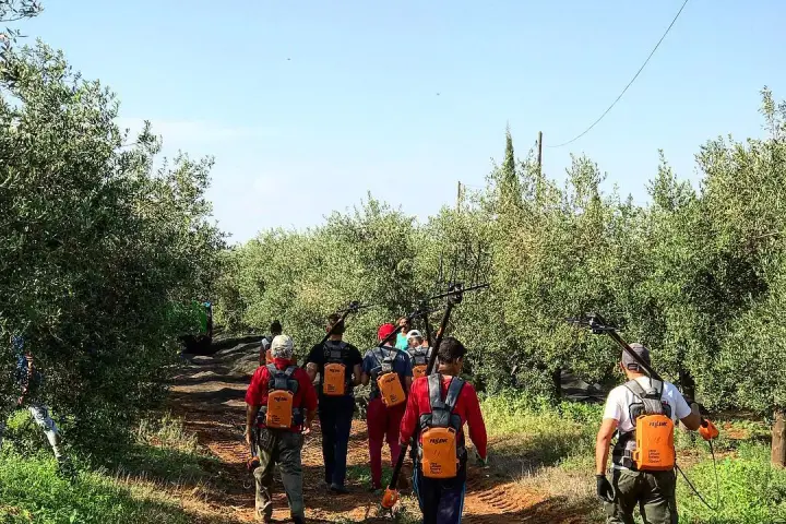 Sevilha Olive oil tour