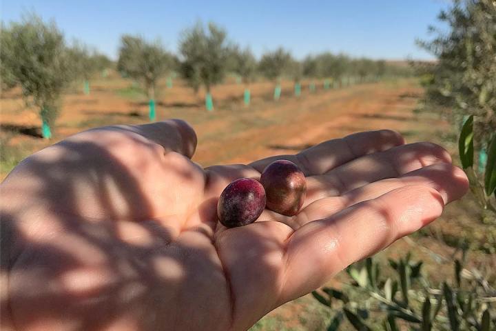 Sevilha Olive oil tour
