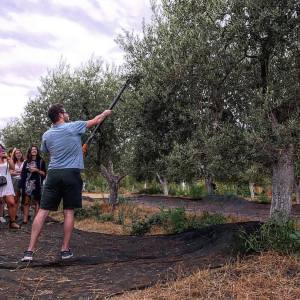 Sevilha Olive oil tour
