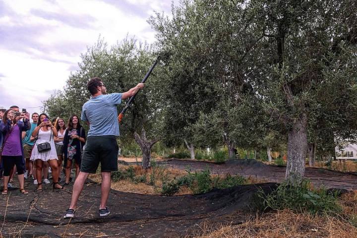 Sevilha Olive oil tour