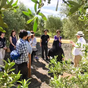 Sevilha Olive oil tour