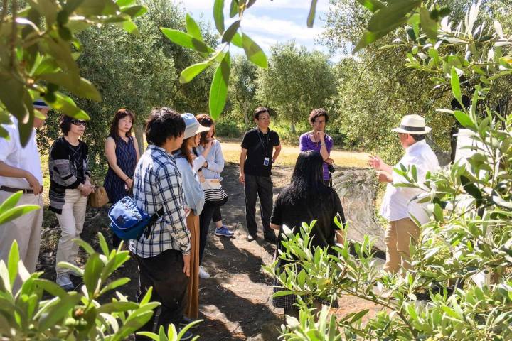Sevilha Olive oil tour