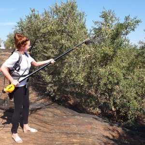 Sevilha Olive oil tour