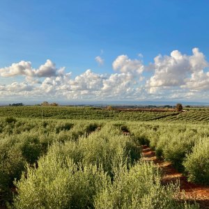 Sevilha Olive oil tour