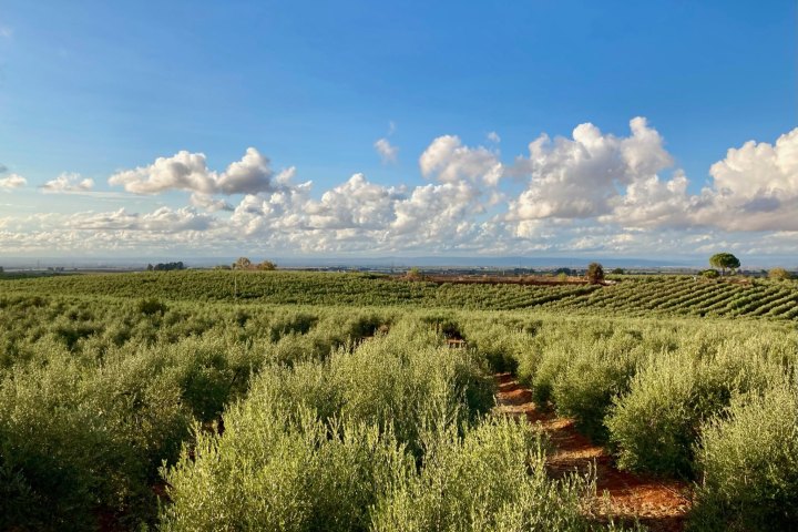 Sevilha Olive oil tour