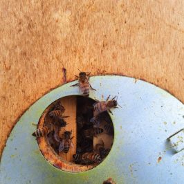 Tuscany Beekeeping Tour