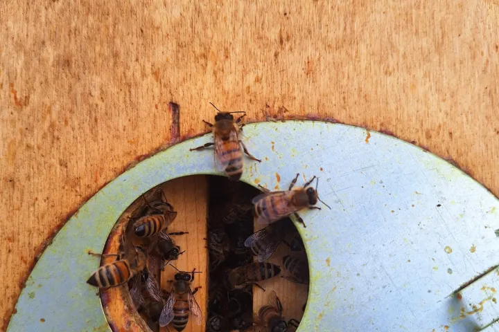 Tuscany Beekeeping Tour