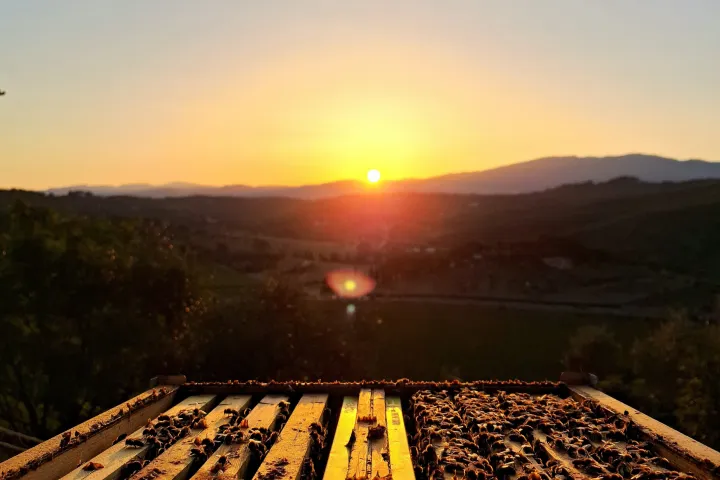 Tuscany Beekeeping Tour