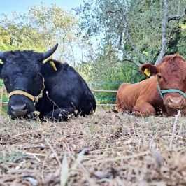Tuscany Beekeeping Tour
