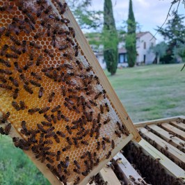 Tuscany Beekeeping Tour