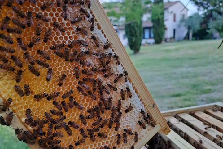 Tuscany Beekeeping Tour