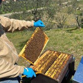 Tuscany Beekeeping Tour