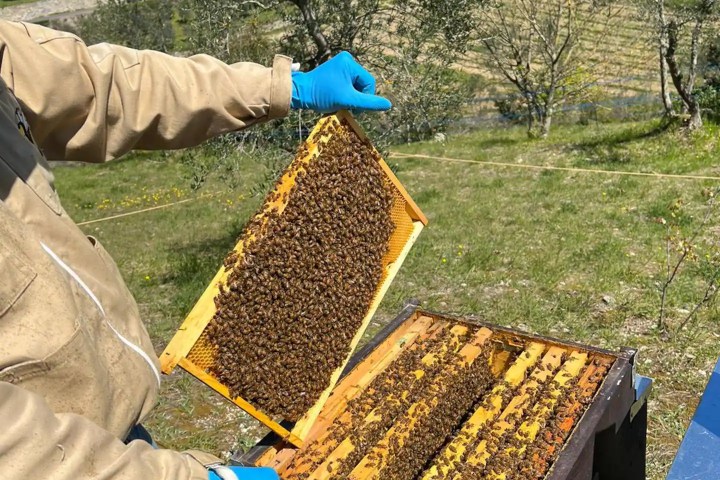 Tuscany Beekeeping Tour