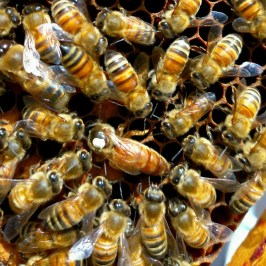 Tuscany Beekeeping Tour