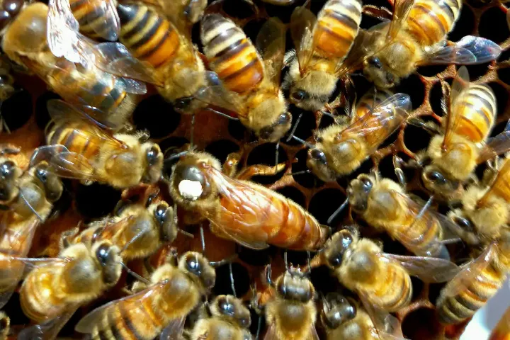 Tuscany Beekeeping Tour