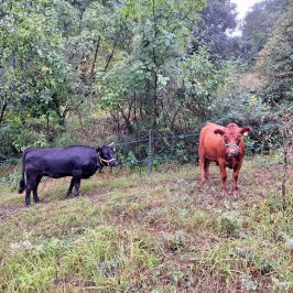 Tuscany Beekeeping Tour