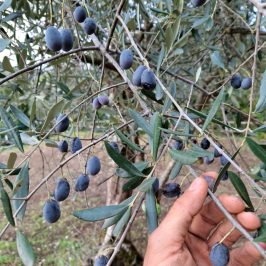 Tuscany Beekeeping Tour