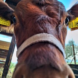 Tuscany Beekeeping Tour