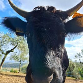 Tuscany Beekeeping Tour