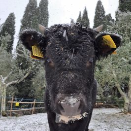 Tuscany Beekeeping Tour