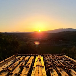 Tuscany Beekeeping Tour