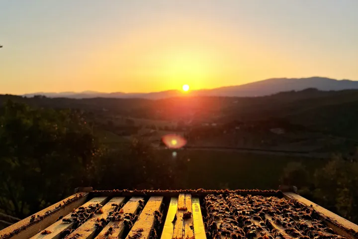 Tuscany Beekeeping Tour
