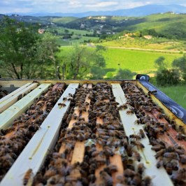 Tuscany Beekeeping Tour