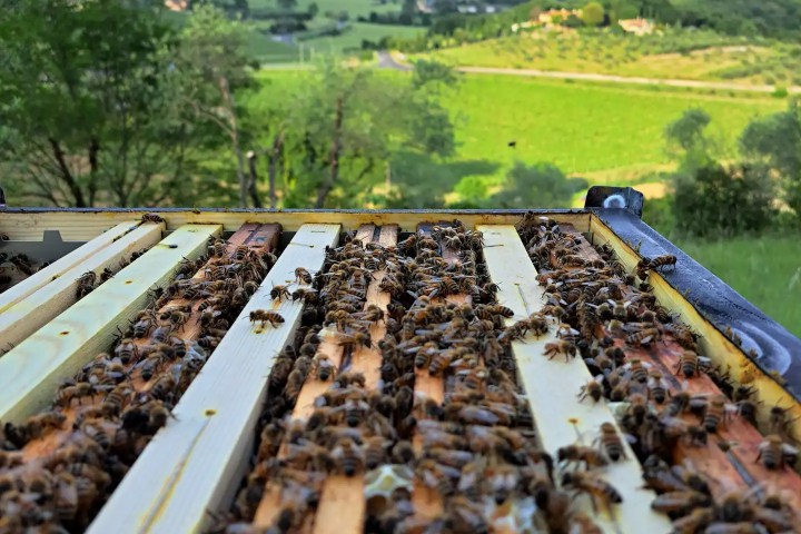 Tuscany Beekeeping Tour