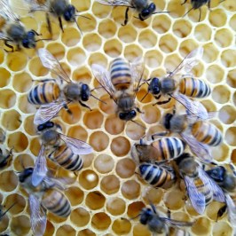 Tuscany Beekeeping Tour