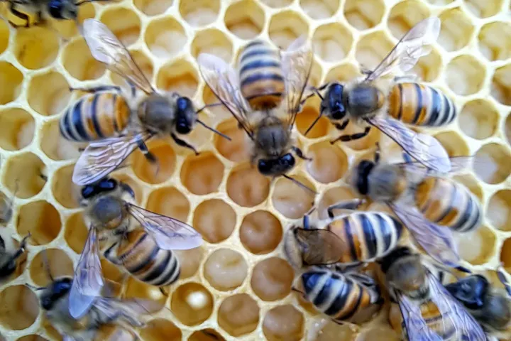 Tuscany Beekeeping Tour