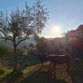 Tuscany Beekeeping Tour