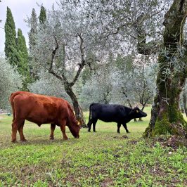 Tuscany Beekeeping Tour