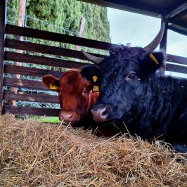 Tuscany Beekeeping Tour