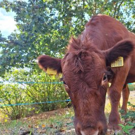 Tuscany Beekeeping Tour