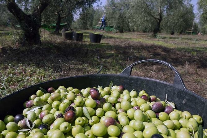 Spain Olive Oil Farm Tours Farm Experiences Tours olive-oil-farm-tours-in-france-farm-experiences-tours