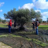 Olive oil tour Madrid