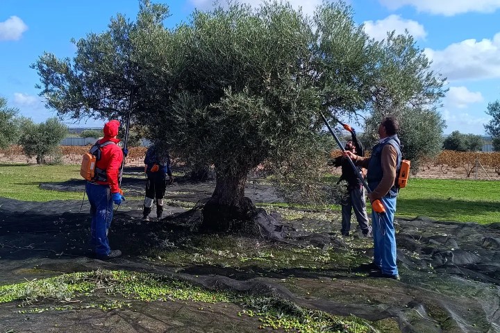 Olive oil tour Madrid