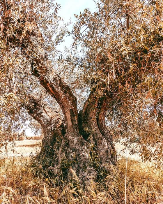 Olive Oil Farm Tour in Toledo | Spain Farm Experiences & Tours