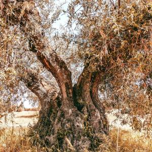 Olive oil tour Madrid